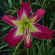 Pink Dragonfruit Daylily